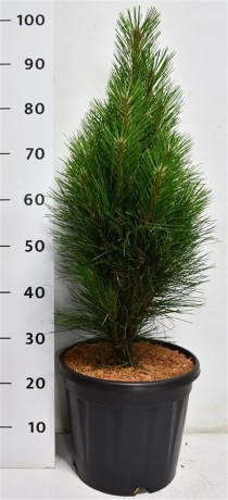 Pinus nigra 'Green Tower'