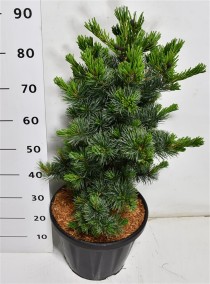 Pinus parv. 'Negishi'