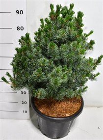 Pinus parv. 'Negishi'