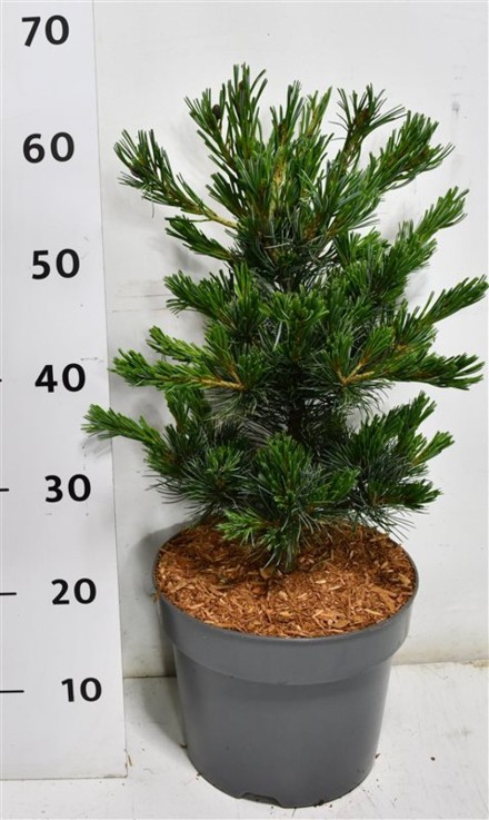 Pinus parv. 'Negishi'