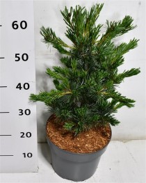 Pinus parv. 'Negishi'