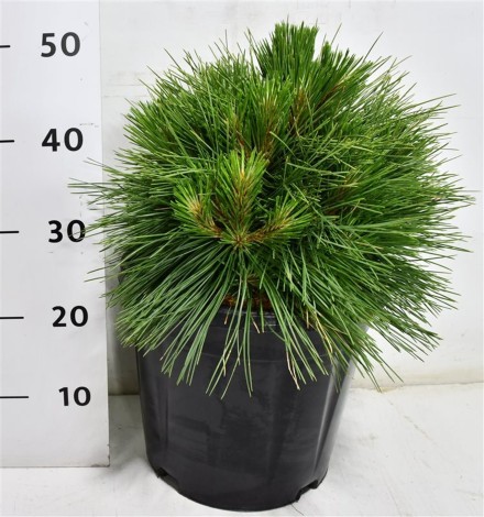 Pinus resinosa 'Pillnitz'