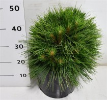 Pinus resinosa 'Pillnitz'