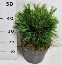 Pinus schwerinii 'Wiethorst'
