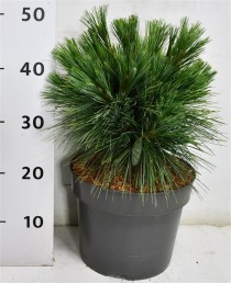 Pinus schwerinii 'Wiethorst'