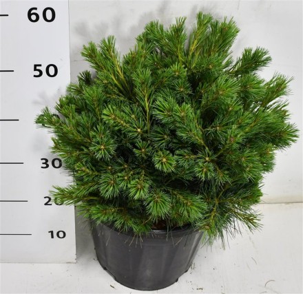 Pinus strobus 'Bergman's Mini'
