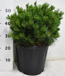 Pinus strobus 'Bergman's Mini'