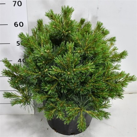 Pinus strobus 'Bergman's Mini'