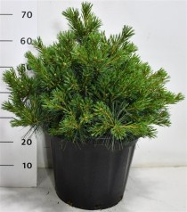 Pinus strobus 'Bergman's Mini'