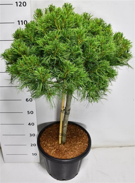 Pinus strobus 'Green Twist'