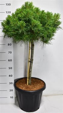 Pinus strobus 'Green Twist'