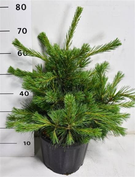 Pinus strobus Niagara Falls