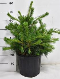 Pinus strobus Niagara Falls