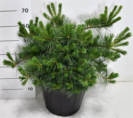 Pinus strobus Niagara Falls