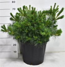 Pinus strobus Niagara Falls