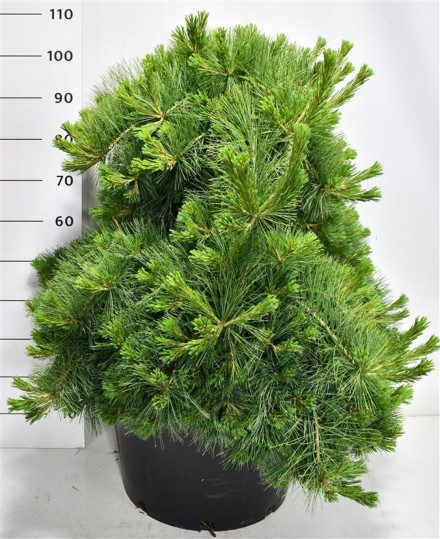 Pinus strobus Niagara Falls