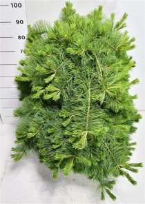 Pinus strobus Niagara Falls