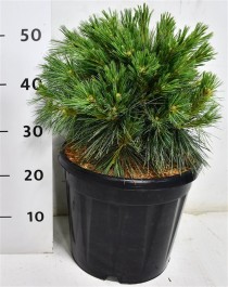 Pinus strobus 'Reinshaus'