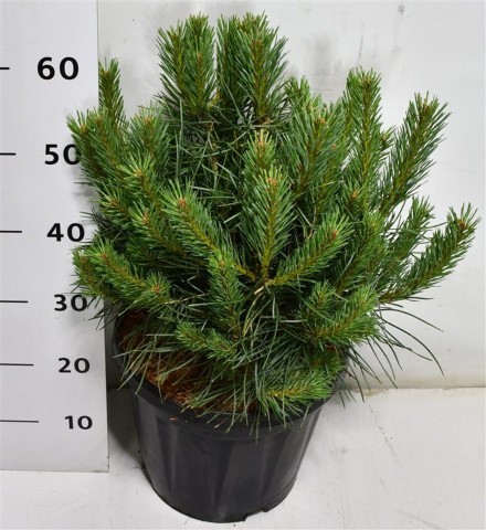 Pinus sylv. 'Chantry Blue'