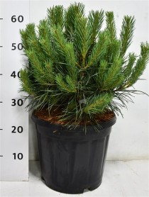 Pinus sylv. 'Chantry Blue'