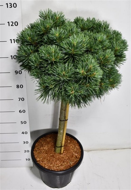 Pinus sylv. 'Chantry Blue'