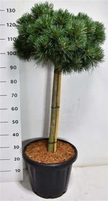 Pinus sylv. 'Chantry Blue'