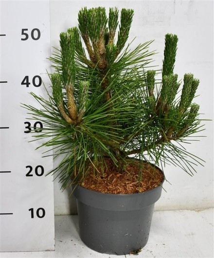 Pinus thunbergii 'Sayonara'