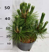 Pinus thunbergii 'Sayonara'