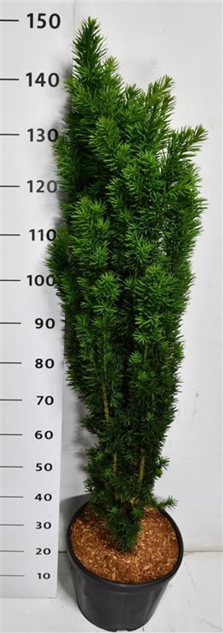 Taxus b. 'Fastigiata Robusta'