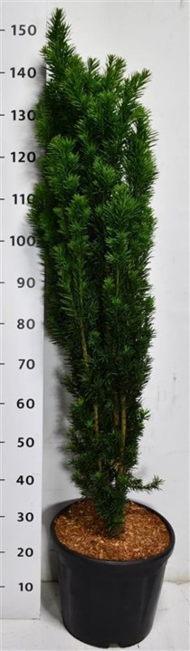 Taxus b. 'Fastigiata Robusta'