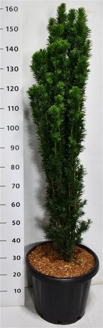 Taxus b. 'Fastigiata Robusta'