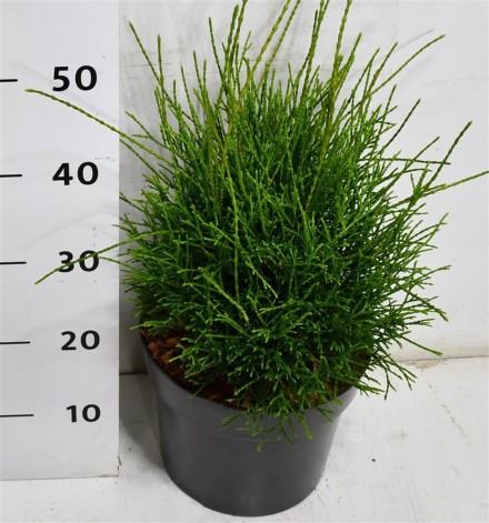 Thuja occ. 'Little Filley'