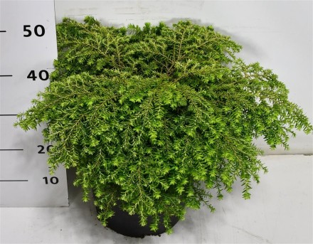 Tsuga canadensis 