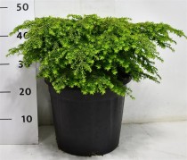 Tsuga canadensis 