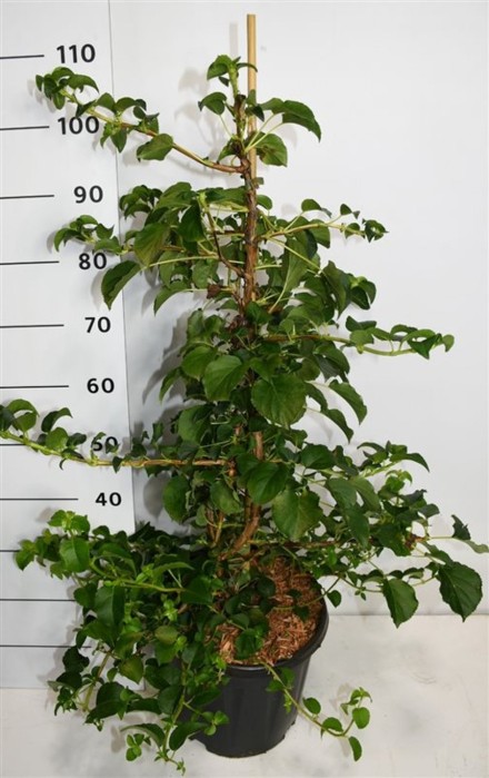 Hydrangea petiolaris
