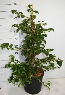 Hydrangea petiolaris