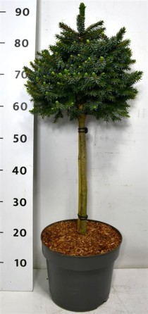 Picea omorika 'Nana'