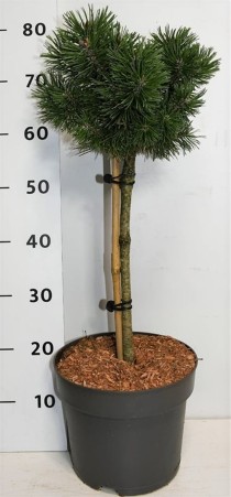 Pinus mugo 'Mops'