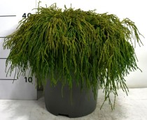Chamaecyparis p. 'Filifera Nana'