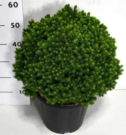 Picea gl. 'Alberta Globe'