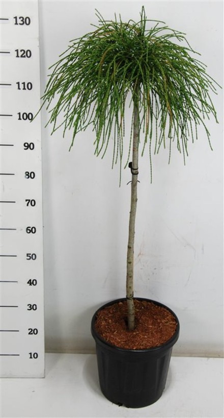 Thuja pl. 'Whipcord'