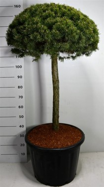 Pinus mugo 'Mops'