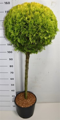 Thuja occ. 'Aurea Nana'
