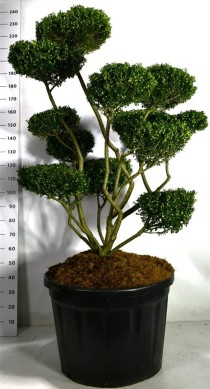 Ilex crenata 'Fructu Luteo'