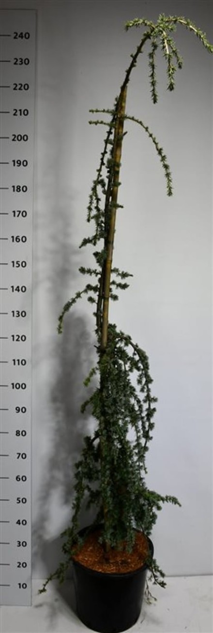 Cedrus atl. 'Glauca Pendula'