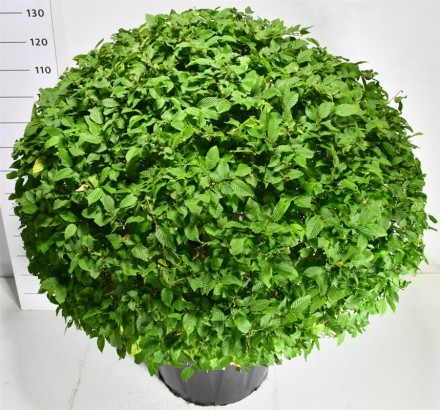 Carpinus betulus