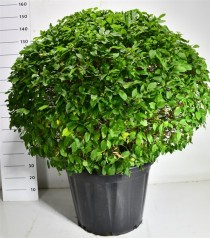 Carpinus betulus