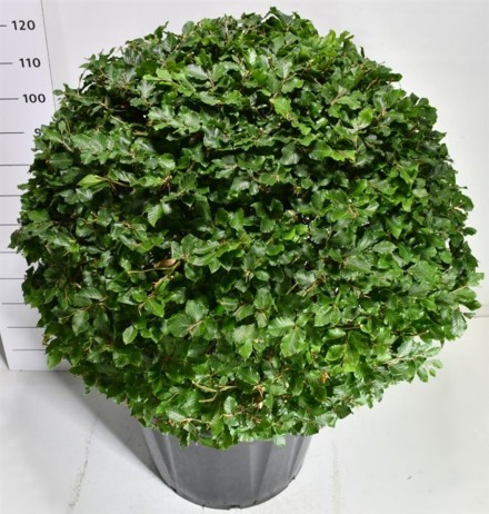 Fagus sylvatica