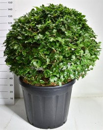 Fagus sylvatica