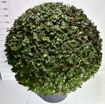 Fagus syl. 'Atropunicea'